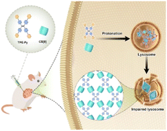 Graphical abstract: An in situ protonation-activated supramolecular self-assembly for selective suppression of tumor growth