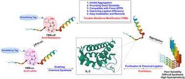 Graphical abstract: Total synthesis of interleukin-2 via a tunable backbone modification strategy