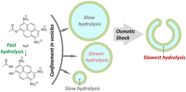 Graphical abstract: Confinement effect on hydrolysis in small lipid vesicles
