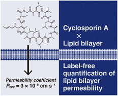 Graphical abstract: Label-free quantification of passive membrane permeability of cyclic peptides across lipid bilayers: penetration speed of cyclosporin A across lipid bilayers