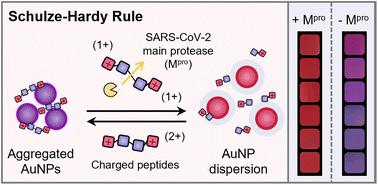 Graphical abstract: Peptide valence-induced breaks in plasmonic coupling