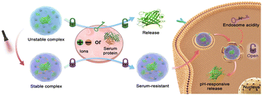 Graphical abstract: A light-activated polymer with excellent serum tolerance for intracellular protein delivery