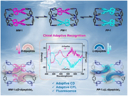 Graphical abstract: Chiral adaptive recognition with sequence specificity of aromatic dipeptides in aqueous solution by an achiral cage
