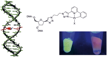 Graphical abstract: Site-specific covalent metalation of DNA oligonucleotides with phosphorescent platinum(ii) complexes