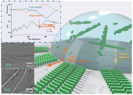 Graphical abstract: Polarization-induced nanohelixes of organic cocrystals from asymmetric components with dopant-induced chirality inversion