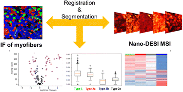 Graphical abstract: Multimodal high-resolution nano-DESI MSI and immunofluorescence imaging reveal molecular signatures of skeletal muscle fiber types