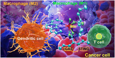 Graphical abstract: Manganese(ii) complexes stimulate antitumor immunity via aggravating DNA damage and activating the cGAS-STING pathway