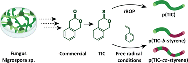 Graphical abstract: Radical ring-opening polymerization of sustainably-derived thionoisochromanone