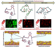 Graphical abstract: Isoamphipathic antibacterial molecules regulating activity and toxicity through positional isomerism