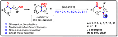 Graphical abstract: A cheap metal catalyzed ring expansion/cross-coupling cascade: a new route to functionalized medium-sized and macrolactones