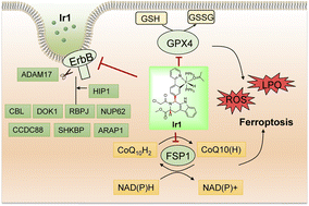 Graphical abstract: A chiral fluorescent Ir(iii) complex that targets the GPX4 and ErbB pathways to induce cellular ferroptosis