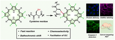 Graphical abstract: Two birds one stone: β-fluoropyrrolyl-cysteine SNAr chemistry enabling functional porphyrin bioconjugation