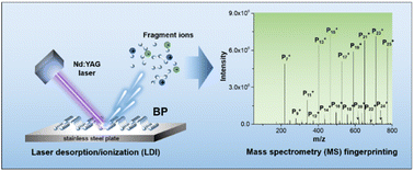 Graphical abstract: Molecular-level degradation pathways of black phosphorus revealed by mass spectrometry fingerprinting