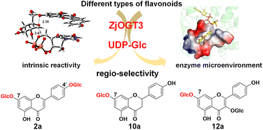 Graphical abstract: Functional characterization, structural basis, and regio-selectivity control of a promiscuous flavonoid 7,4′-di-O-glycosyltransferase from Ziziphus jujuba var. spinosa