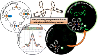 Graphical abstract: Beyond the TPP+ “gold standard”: a new generation mitochondrial delivery vector based on extended PN frameworks