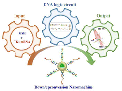 Graphical abstract: Smart down/upconversion nanomachines integrated with “AND” logic computation and enzyme-free amplification for NIR-II fluorescence-assisted precise and enhanced photodynamic therapy