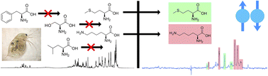 Graphical abstract: In vivo singlet state filtered nuclear magnetic resonance: towards monitoring toxic responses inside living organisms