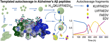 Graphical abstract: Cascade autohydrolysis of Alzheimer's Aβ peptides