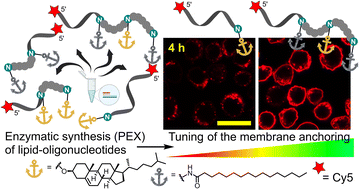 Graphical abstract: Lipid-linked nucleoside triphosphates for enzymatic synthesis of hydrophobic oligonucleotides with enhanced membrane anchoring efficiency