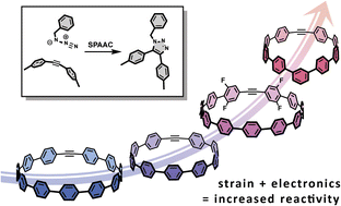 Graphical abstract: Experimental and theoretical elucidation of SPAAC kinetics for strained alkyne-containing cycloparaphenylenes