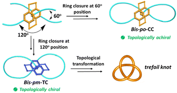 Graphical abstract: Lemniscular carbon nanohoops with contiguous conjugation from planar chiral [2.2]paracyclophane: influence of the regioselective synthesis on topological chirality