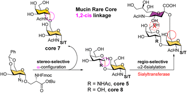 Graphical abstract: Convergent chemoenzymatic synthesis of O-GalNAc rare cores 5, 7, 8 and their sialylated forms