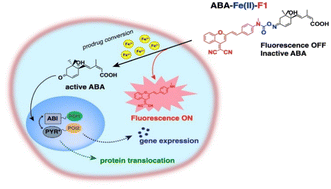 Graphical abstract: A theranostic abscisic acid-based molecular glue
