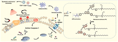 Graphical abstract: Membrane-tethered activation design of a photosensitizer boosts systemic antitumor immunity via pyroptosis
