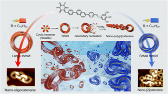 Graphical abstract: Fine-tuning of the size of supramolecular nanotoroids suppresses the subsequent catenation of nano-[2]catenane