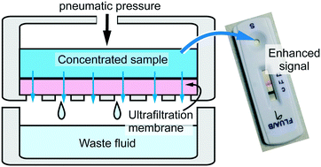 Graphical abstract: Opportunities and limitations of membrane-based preconcentration for rapid and continuous diagnostic applications