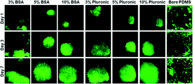 Graphical abstract: Uniformity of spheroids-on-a-chip by surface treatment of PDMS microfluidic platforms