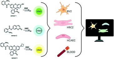 Graphical abstract: Multi-coloured fluorescent sensing toolbox for selective detection of nitroxyl in vitro and ex vivo