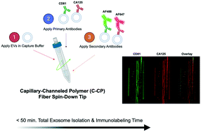 Graphical abstract: Facile, generic capture and on-fiber differentiation of exosomes via confocal immunofluorescence microscopy using a capillary-channeled polymer fiber solid-phase extraction tip