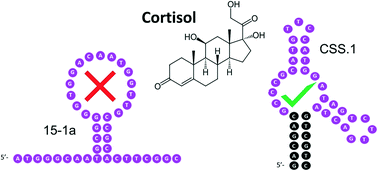 Graphical abstract: Comparing two cortisol aptamers for label-free fluorescent and colorimetric biosensors