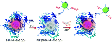 Graphical abstract: Vitamin B6 cofactor-directed fluorescent “turn-on” detection of alkaline-phosphatase activity using bovine serum albumin-functionalized Mn–ZnS quantum dots