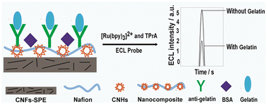 Graphical abstract: Development of a label-free electrochemiluminescence biosensor for the sensitive detection of porcine gelatin using carbon nanostructured materials