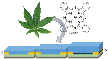 Graphical abstract: Chloro aluminum phthalocyanine-based organic thin-film transistors as cannabinoid sensors: engineering the thin film response