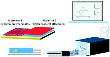 Graphical abstract: A novel, proof-of-concept electrochemical impedimetric biosensor based on extracellular matrix protein–adhesin interaction