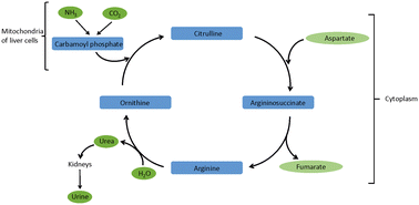 Graphical abstract: Ammonia breath analysis