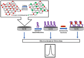 Graphical abstract: Electrochemical aptasensor for Salmonella detection using Nafion-doped reduced graphene oxide