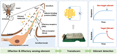 Graphical abstract: Insect olfactory system inspired biosensors for odorant detection