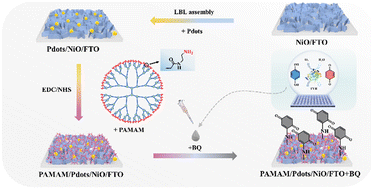 Graphical abstract: Polymer dots synergized with a NiO hole transporting layer and poly(amido amine) dendrimer: toward sensitive photocathodic detection of tyrosinase level in serum