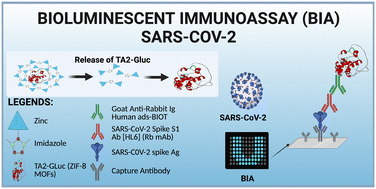 Graphical abstract: Metal organic framework encapsulated tamavidin-Gluc reporter: application in COVID-19 spike antigen bioluminescent immunoassay