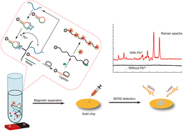 Graphical abstract: A DNAzyme-mediated signal amplification biosensor for ultrasensitive detection of lead ions based on SERS tags