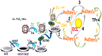 Graphical abstract: A signal-on electrochemiluminescence immunosensor for A2780 cell detection based on the excellent catalytic performance of Co2+ doped TiO2 nanodisks