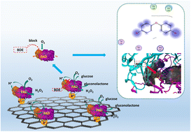 Graphical abstract: Detecting low-brominated diphenyl ethers by highly sensitive biosensors based on the blocking effect on glucose oxidase