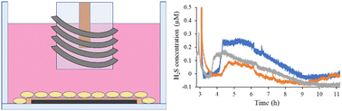 Graphical abstract: Planar carbon electrodes for real-time quantification of hydrogen sulfide release from cells