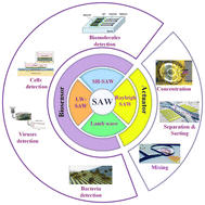 Graphical abstract: Surface acoustic wave based microfluidic devices for biological applications