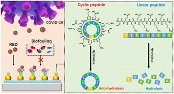 Graphical abstract: The design of anti-fouling and anti-hydrolysis cyclic peptides for accurate electrochemical antigen testing in human blood