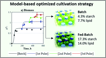 Graphical abstract: A highly productive mixotrophic fed-batch strategy for enhanced microalgal cultivation